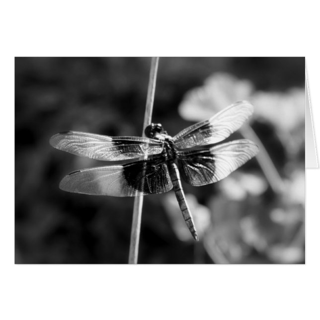 Widow Skimmer Dragonfly Black & White Photography (Voorkant Horizontaal)