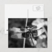Widow Skimmer Dragonfly Black & White Photography Briefkaart (Voorkant / Achterkant)