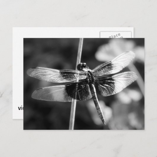 Widow Skimmer Dragonfly Black & White Photography Briefkaart (Voorkant / Achterkant)