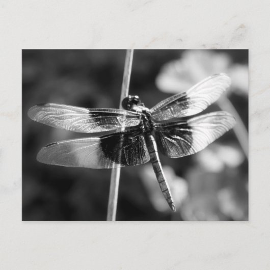 Widow Skimmer Dragonfly Black & White Photography Briefkaart (Voorkant)