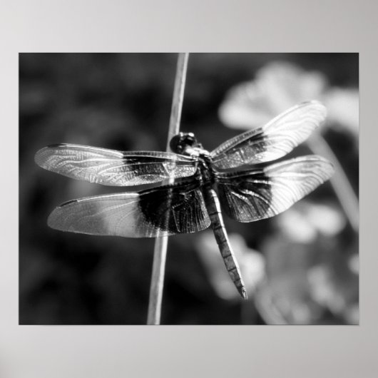 Widow Skimmer Dragonfly Black & White Photography Poster (Voorkant)
