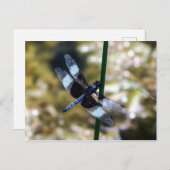 Widow Skimmer Dragonfly Briefkaart (Voorkant / Achterkant)