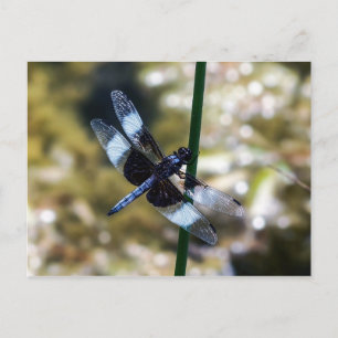 Widow Skimmer Dragonfly Briefkaart