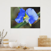 Widows Tears Poster (Keuken)