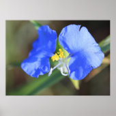 Widows Tears Poster (Voorkant)