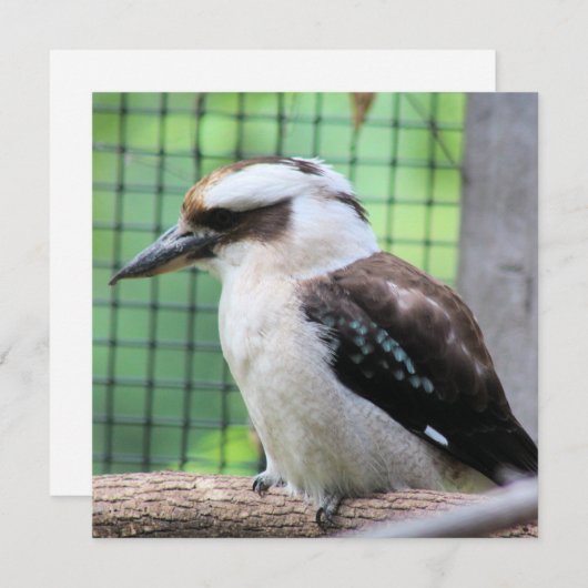 Wie belt een Kook? (Voorkant / Achterkant)