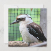 Wie belt een Kook? (Voorkant)