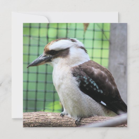 Wie belt een Kook? (Voorkant)