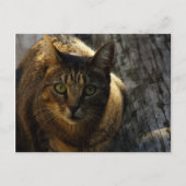 Wie ben ik? briefkaart (Voorkant)