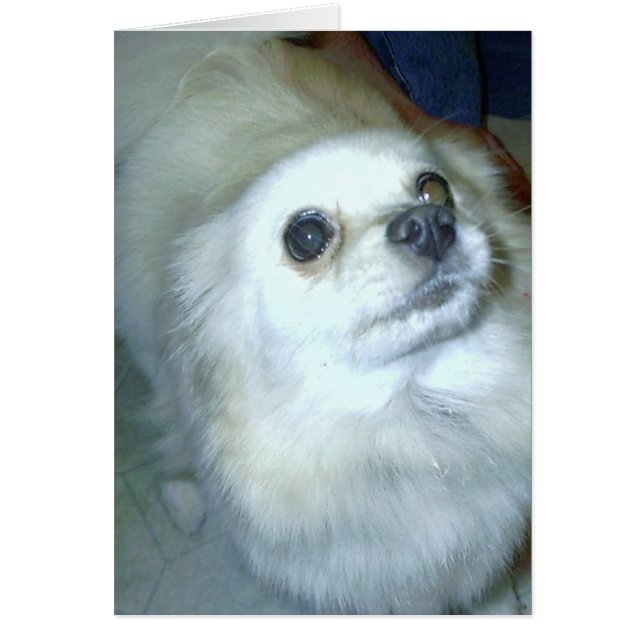 Wie ben ik? Pommerse puppy (Voorkant)