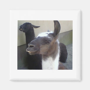 Wie ben ik? Zoo Llama afbeelding Magneet