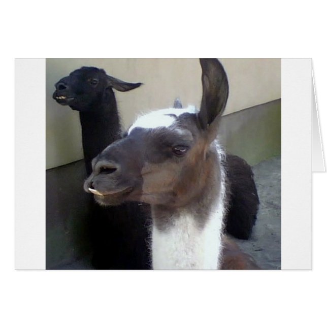 Wie ben ik? Zoo Llama ontwerp (Voorkant Horizontaal)