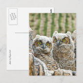 Wie is daar? Paar Uil's Briefkaart (Voorkant / Achterkant)