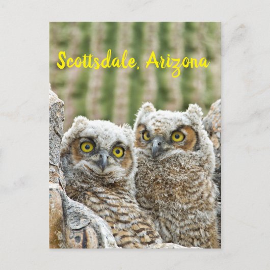 Wie is er daar? Paar van de Scottsdale van Owl, Ar Briefkaart (Voorkant)