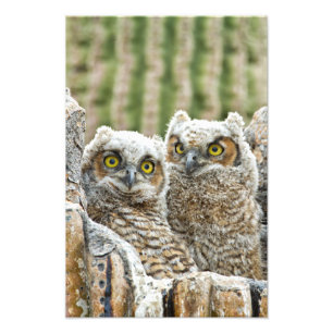 Wie is er, Pair of Owl's Foto Afdruk