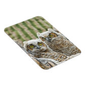 Wie is er, Pair of Owl's Magneet (Rechterzijde)