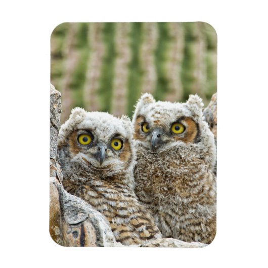 Wie is er, Pair of Owl's Magneet (Verticaal)