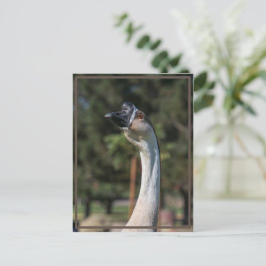 Wie is Goosing Who? Briefkaart (Staand voorkant)