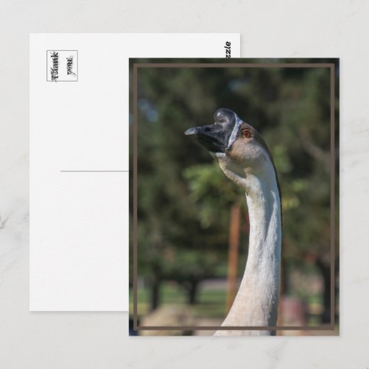 Wie is Goosing Who? Briefkaart (Voorkant / Achterkant)