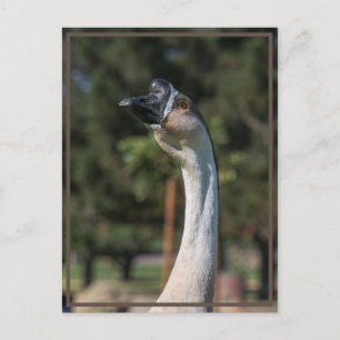 Wie is Goosing Who? Briefkaart