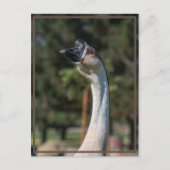 Wie is Goosing Who? Briefkaart (Voorkant)