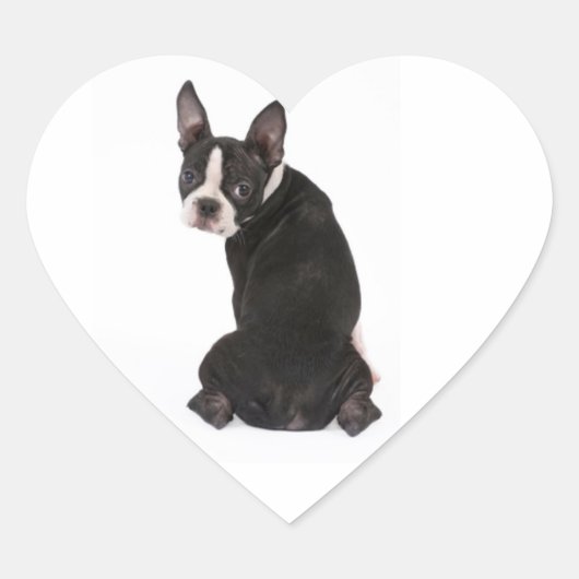 Wie me Boston Terrier Dog Sticker (Voorkant)