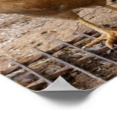 Wie noem je in kip? Poster (Hoek)