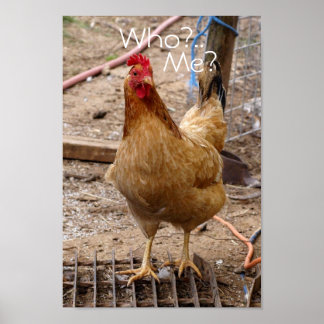 Wie noem je in kip? Poster