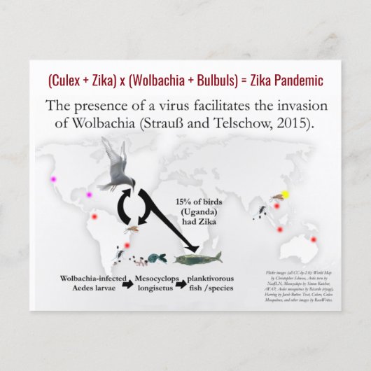 WIE weet dat Culex zika-vectoren is van RoseWrites Flyer (Achterkant)