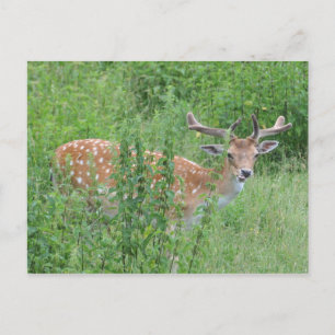 Wie zei dat je dat kon doen? briefkaart