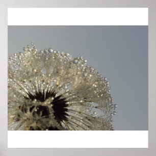 Wiel van druppeltjes - Dandelion met druppeltjes Poster