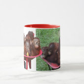 Wielbarrow Orangutans Mok (Midden)