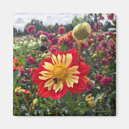 Wielen Dahlia Magneet (Voorkant)