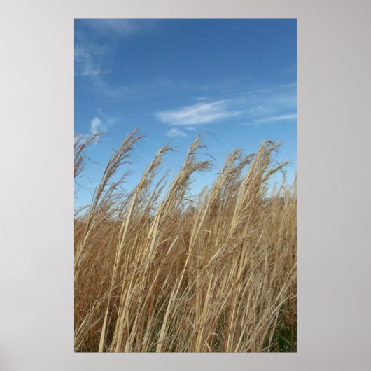 Wielgras Poster (Voorkant)