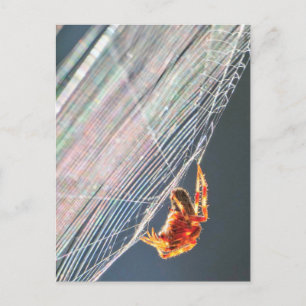 Wielspin op Web Briefkaart