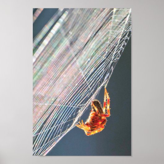 Wielspin op Web Poster (Voorkant)