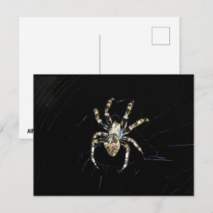 Wielwebspin Briefkaart