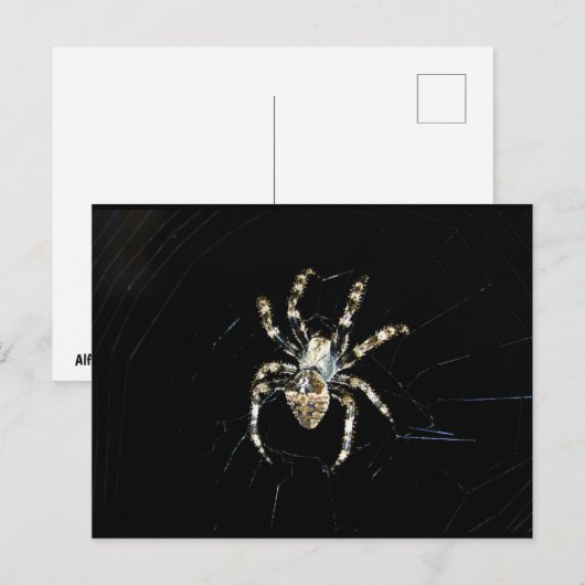 Wielwebspin Briefkaart (Voorkant / Achterkant)