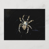 Wielwebspin Briefkaart (Voorkant)