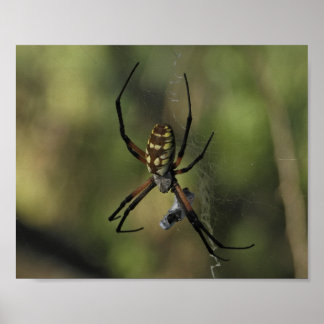 Wielwebspin Foto van de Natuur Poster