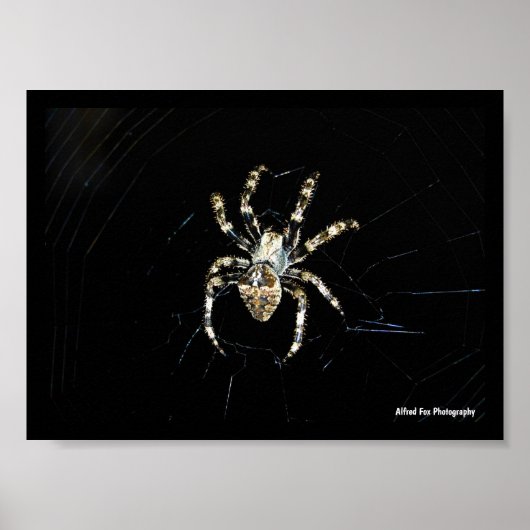 Wielwebspin Poster (Voorkant)