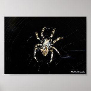 Wielwebspin Poster