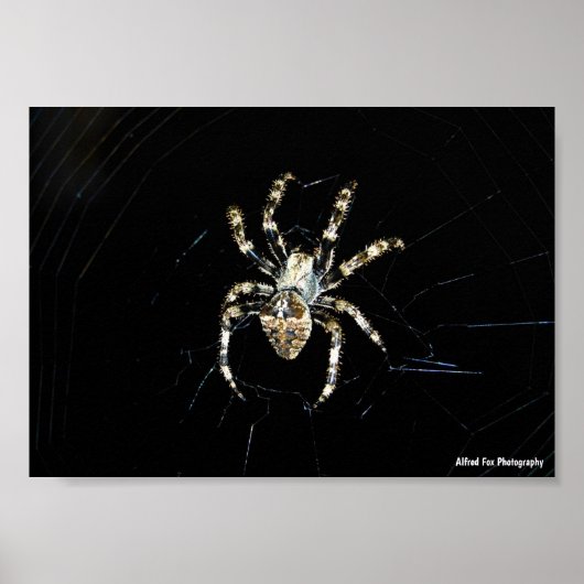 Wielwebspin Poster (Voorkant)