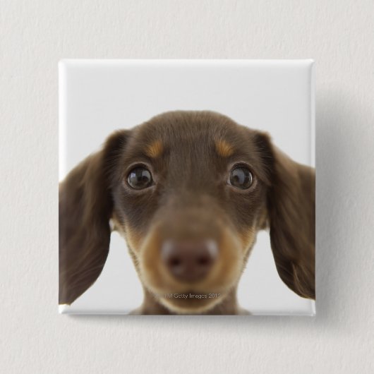 Wiener Dog (bruin) Vierkante Button 5,1 Cm (Voorkant)