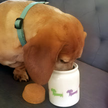 Wiener Dog Dachshund Treat Jar Personaliseer