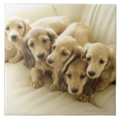 Wiener-Puppies Tegeltje (Voorkant)