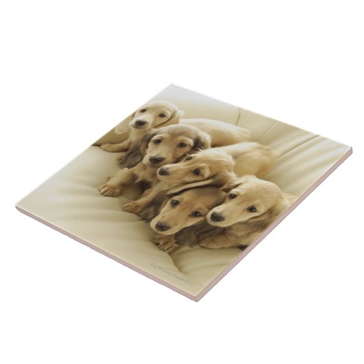 Wiener-Puppies Tegeltje (Zijkant)