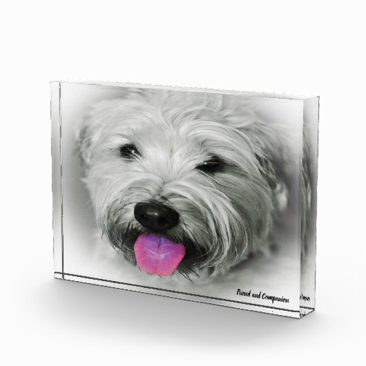 Wiet Terrier Dog. Fotoblokken (Rechts)