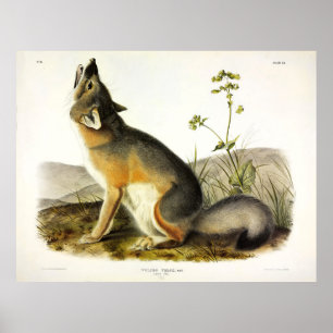 Wift Fox (Vulpes Velox) van Audubon Poster