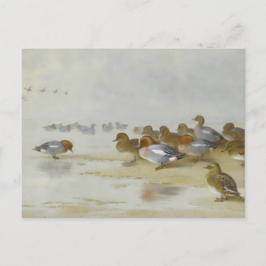 Wigeon en Blauwgroen door de waterkant, Art Briefkaart (Voorkant)